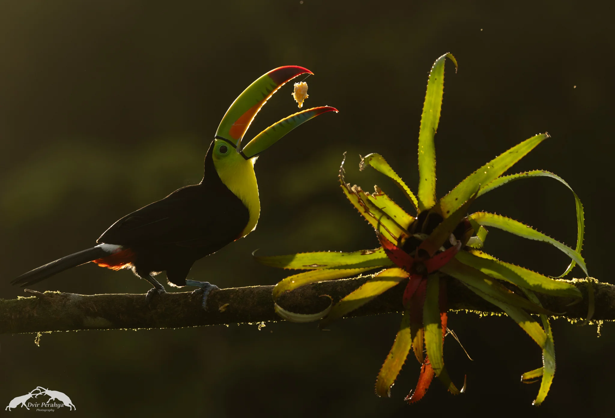 Costa Rica Wildlife